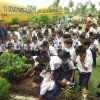 Tree Plantation 2019