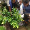 Tree Plantation 2019